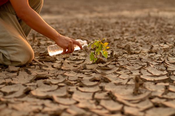 Person watering a plant in the middle of a desert area.